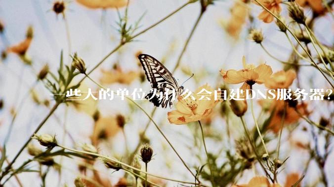 一些大的单位为什么会自建DNS服务器？