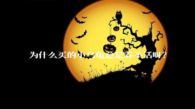 为什么买的小乌龟总是养不活呀？