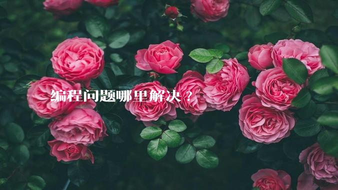 编程问题哪里解决?